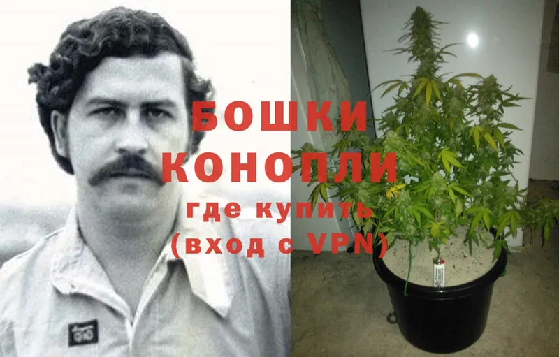 купить наркотики цена  Вязники  Марихуана THC 21% 